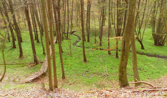 Fekete Harkály Tanösvény – Kaposvár